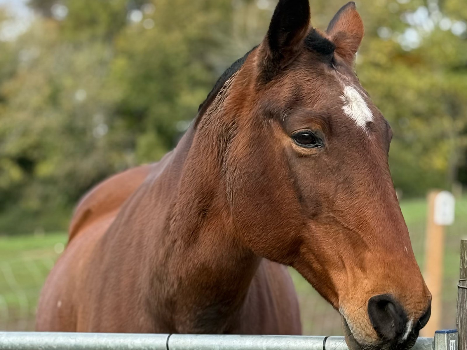 Athena, a bay horse looking over the field gate at Model Farm