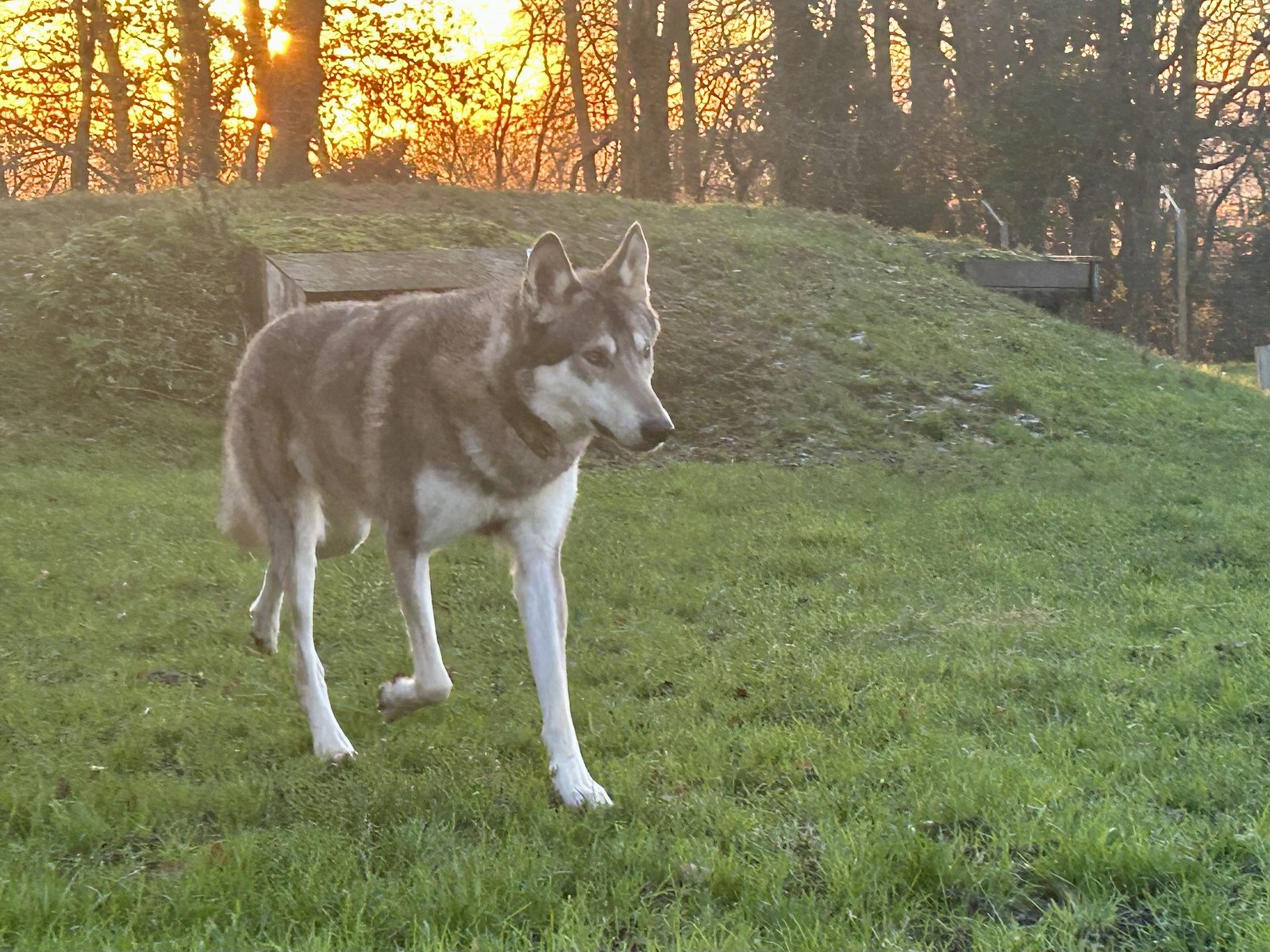 A wolfdog walking across the field at Model Farm at sunset