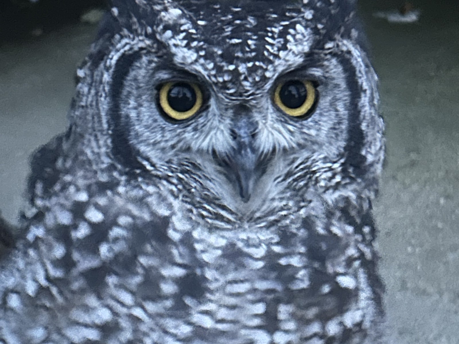 Tamarind, an owl at Model Farm